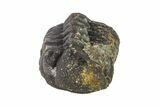 Bargain, Wide, Partially Enrolled Morocops Trilobite - Morocco #157104-1